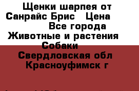 Щенки шарпея от Санрайс Брис › Цена ­ 30 000 - Все города Животные и растения » Собаки   . Свердловская обл.,Красноуфимск г.